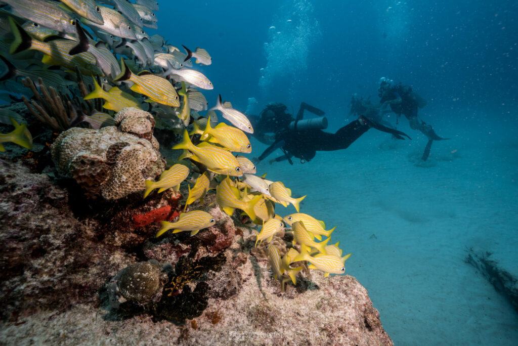 Scuba divers swimming with a school of yellow Grunt fish during a Triton Diving trip in Playa del Carmen