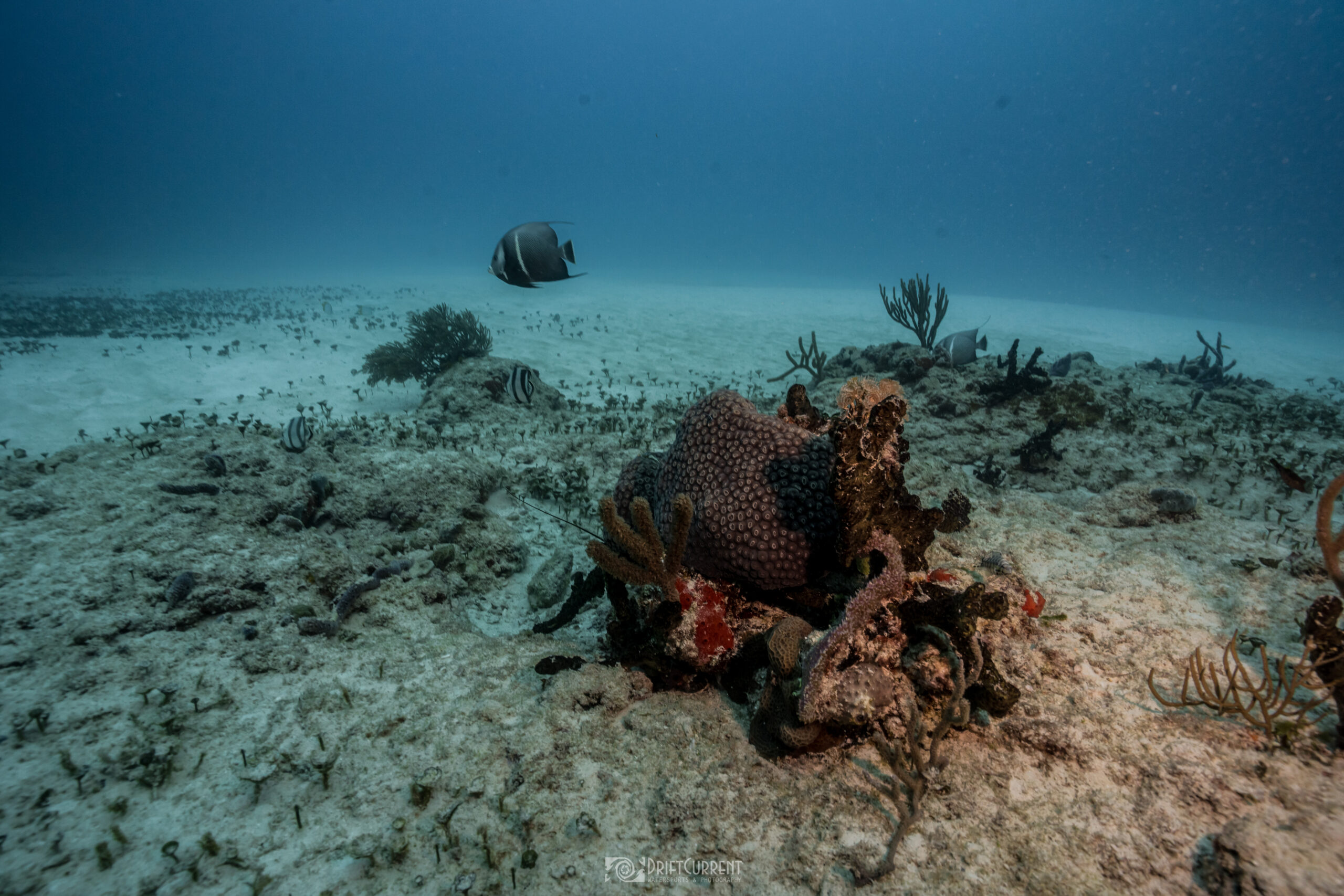 Poisson ange glissant devant des éponges de mer et des coraux au site de plongée Jardines avec Triton Diving à Playa del Carmen