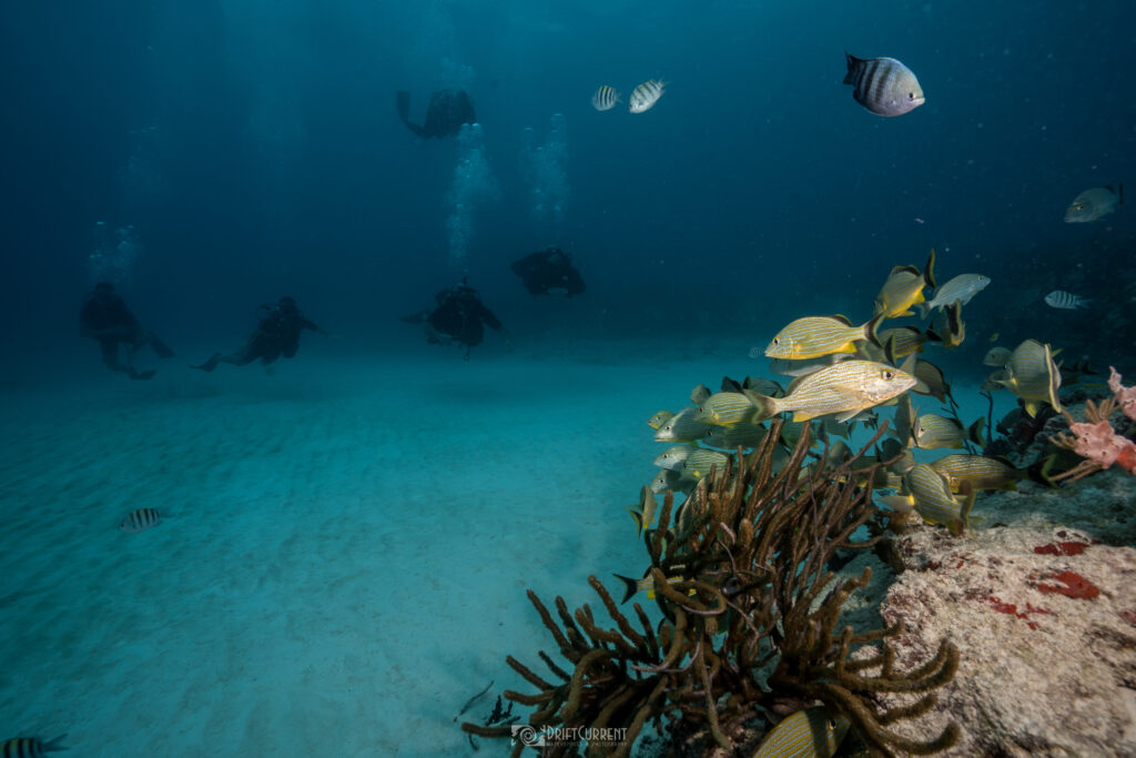 triton diving playa del carmen