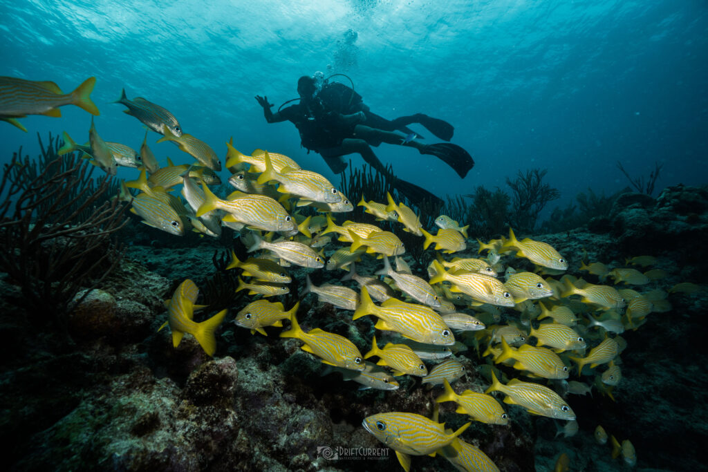 Triton Diving plongée à Playa del Carmen