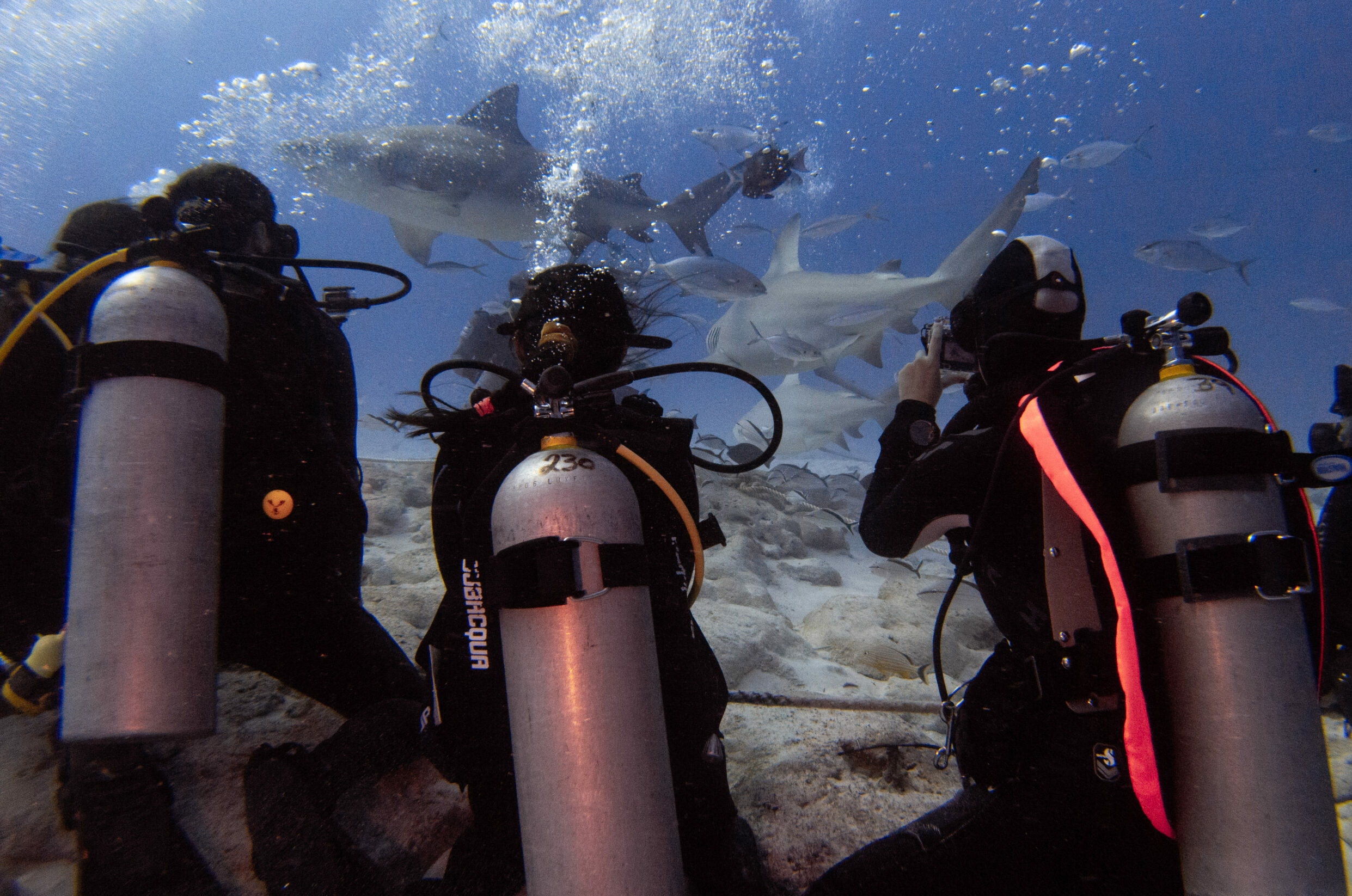 Divers from Triton Diving immersed in a thrilling shark feeding session at Shark Point, Playa del Carmen