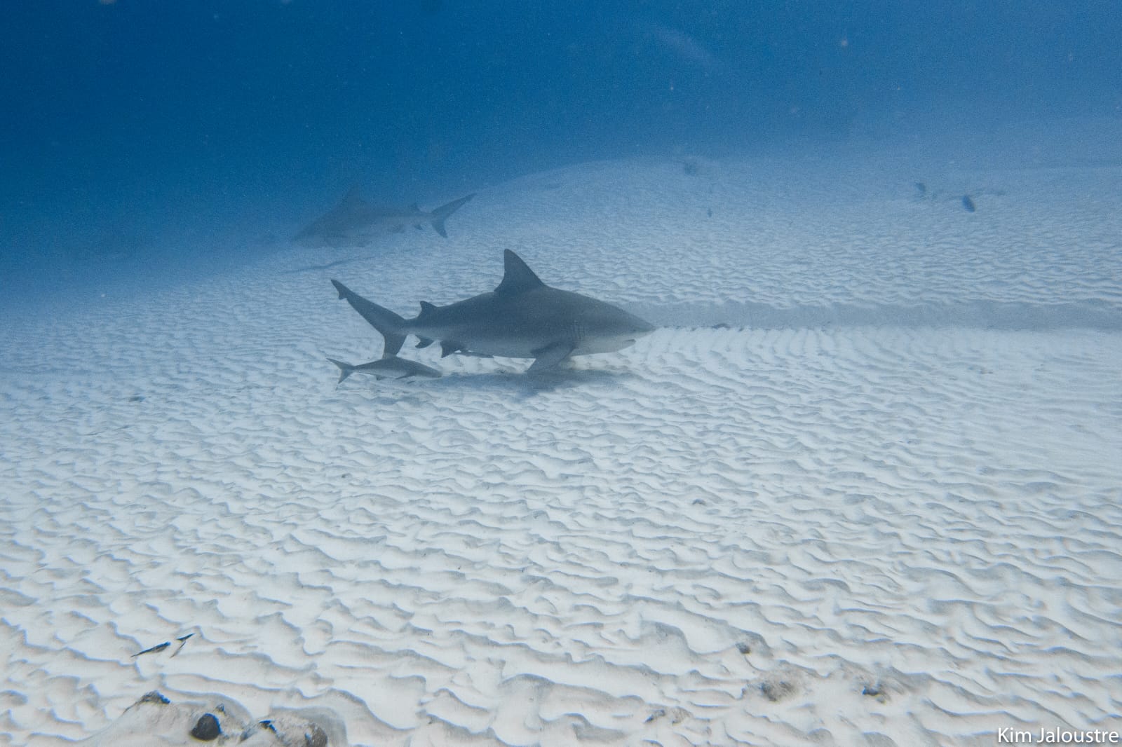 Triton Diving presents a serene underwater scene with two bull sharks over rippled sand in Playa del Carmen