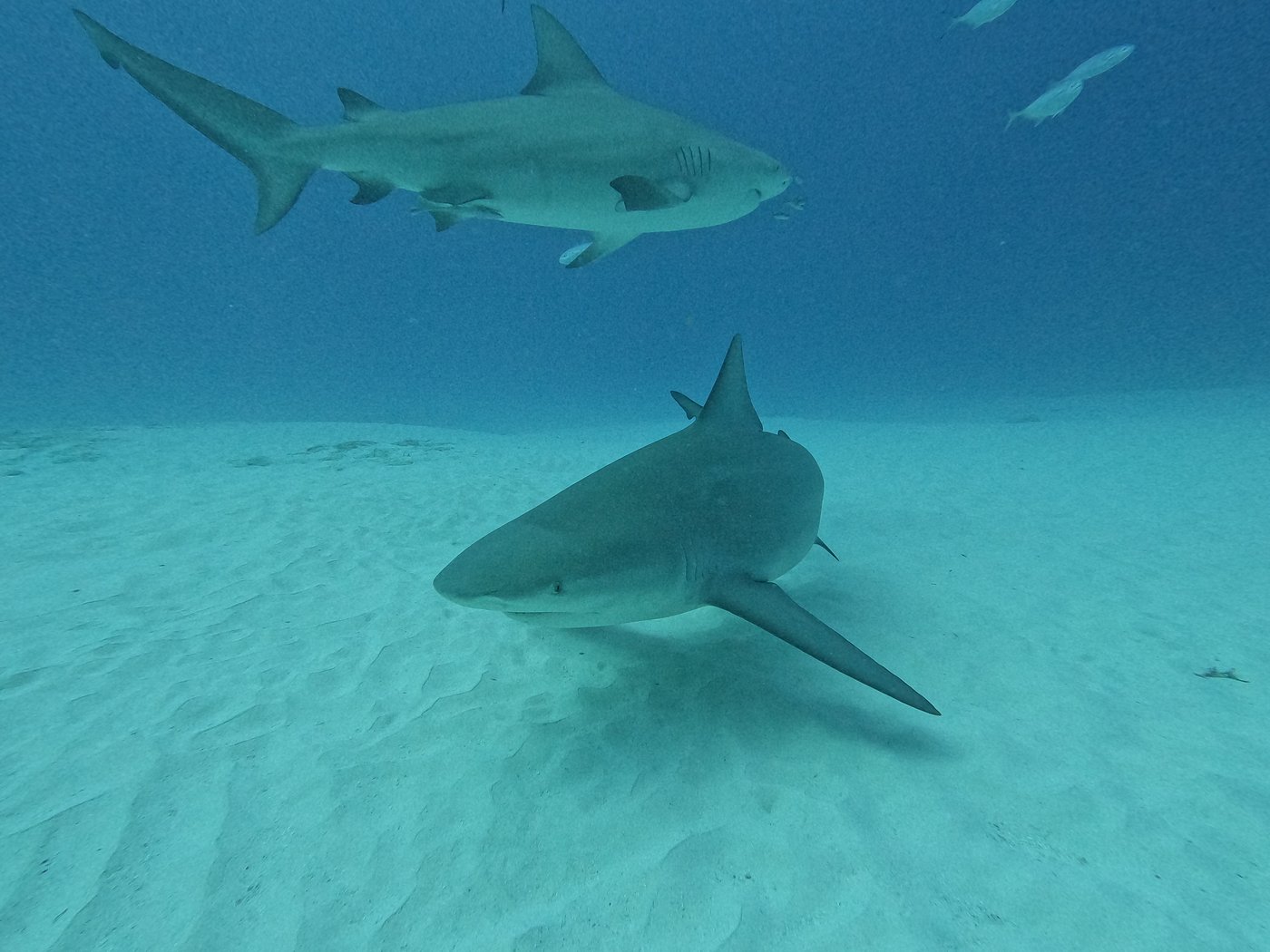 Triton Diving adventure capturing close-up of a bull shark at Shark Point in Playa del Carmen