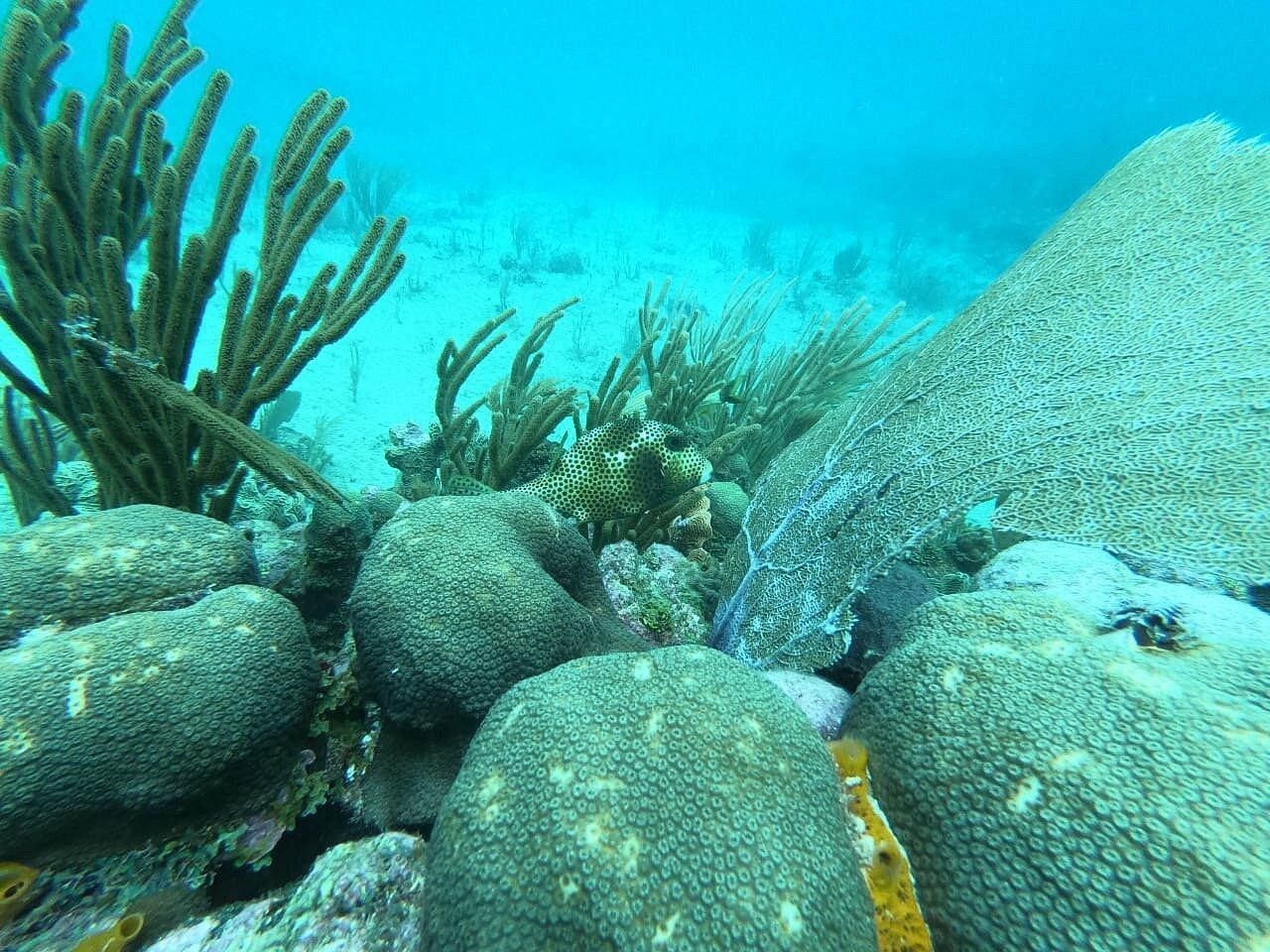 Vue sous-marine des récifs coralliens vibrants et d'un poisson coffre à Playa del Carmen, entretenus par Triton Diving