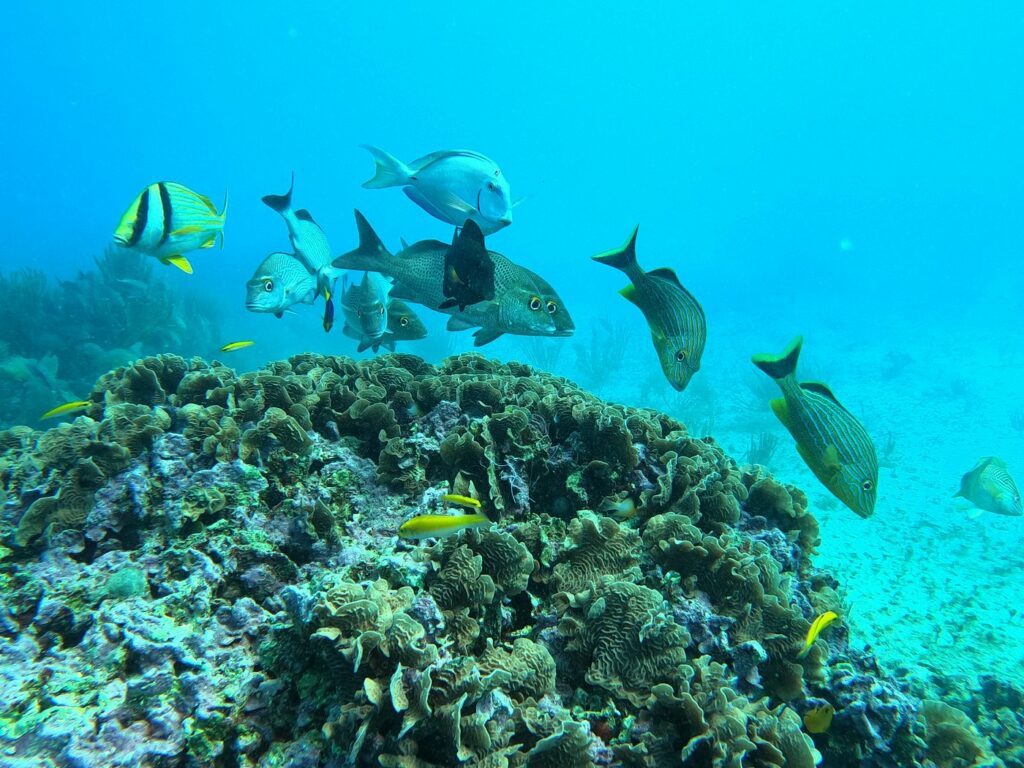 School of Caesar grunt fish swimming above coral reef at Cueva del Pargo with Triton Diving