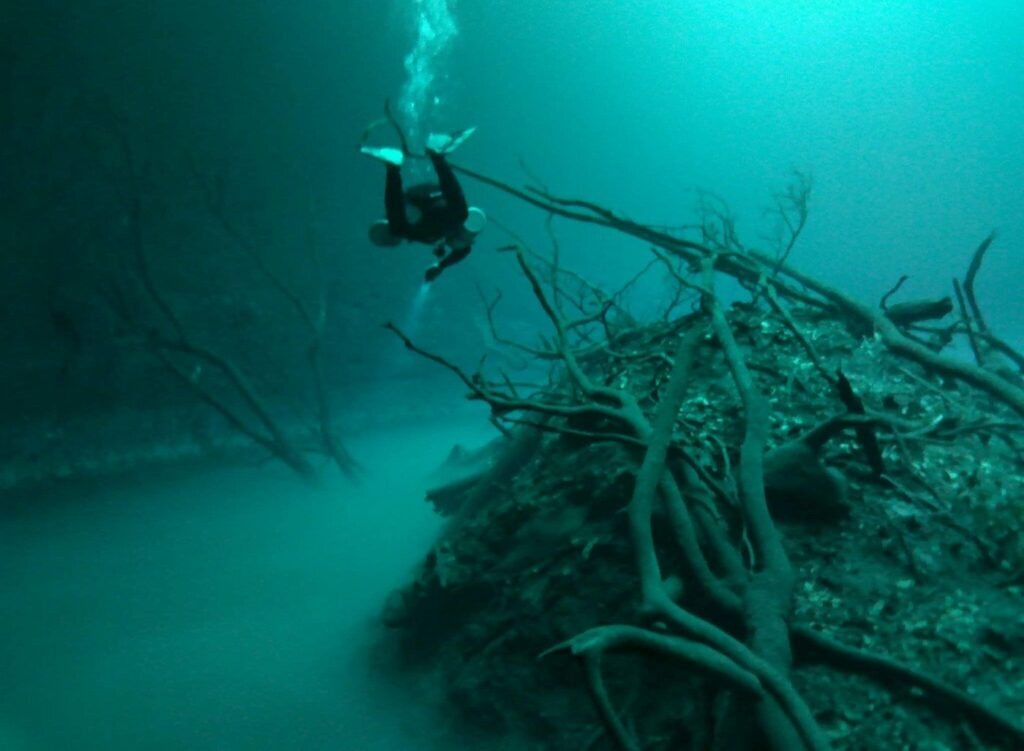 Aventurier de Triton Diving remontant à travers les arbres submergés du Cénote Angelita de Tulum