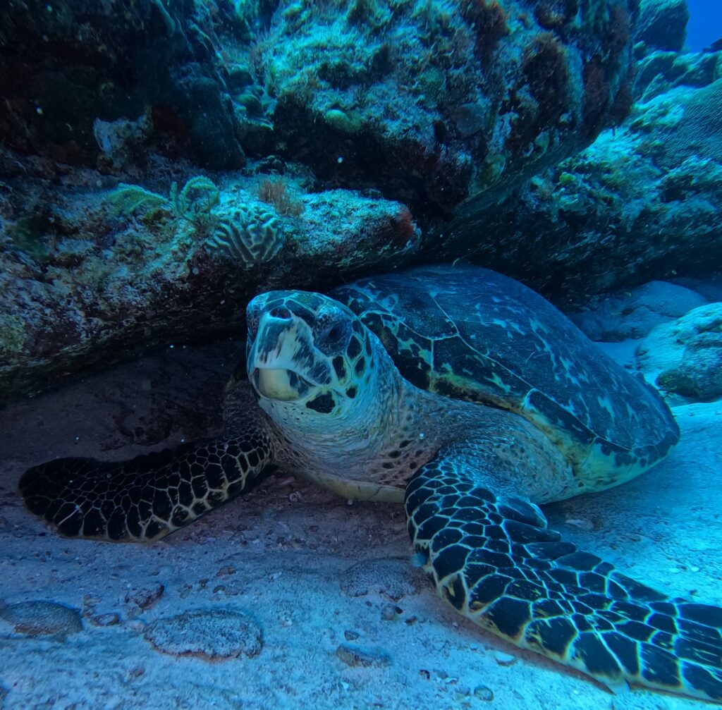 Tortue imbriquée se reposant sous une corniche rocheuse, immortalisée par Triton Diving à Playa del Carmen.