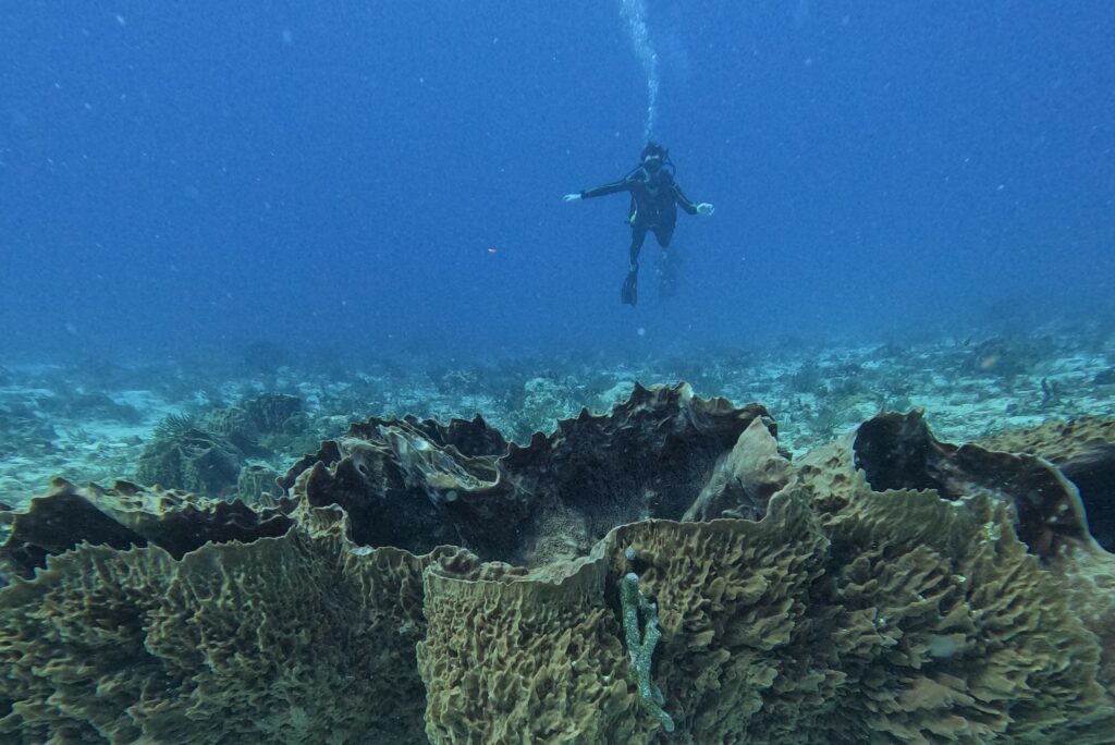 Scuba diver from Triton Diving ascending above a coral reef in Playa del Carmen.