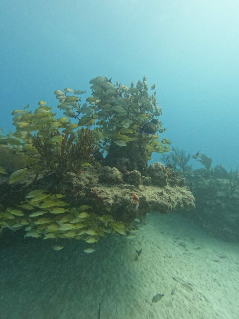 School of yellow fish swarming around a coral reef in the clear waters of the Caribbean Sea with 'Triton Diving' services.